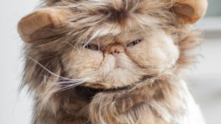 獅子座男性が好きな人に見せる態度とは